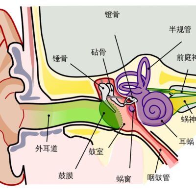 Anatomy_of_the_Human_Ear